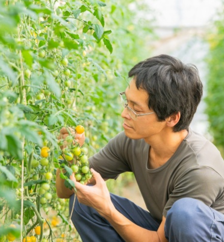 トマトと向き合う夫