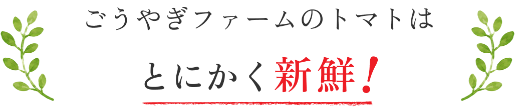 とにかく新鮮