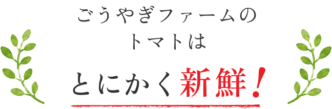 とにかく新鮮